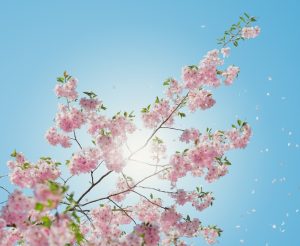 Let Spring Be Your Season of Healing
